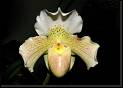Paphiopedilum blanco salmon * Rodrigo Remolina 
 * Rodrigo Remolina 
